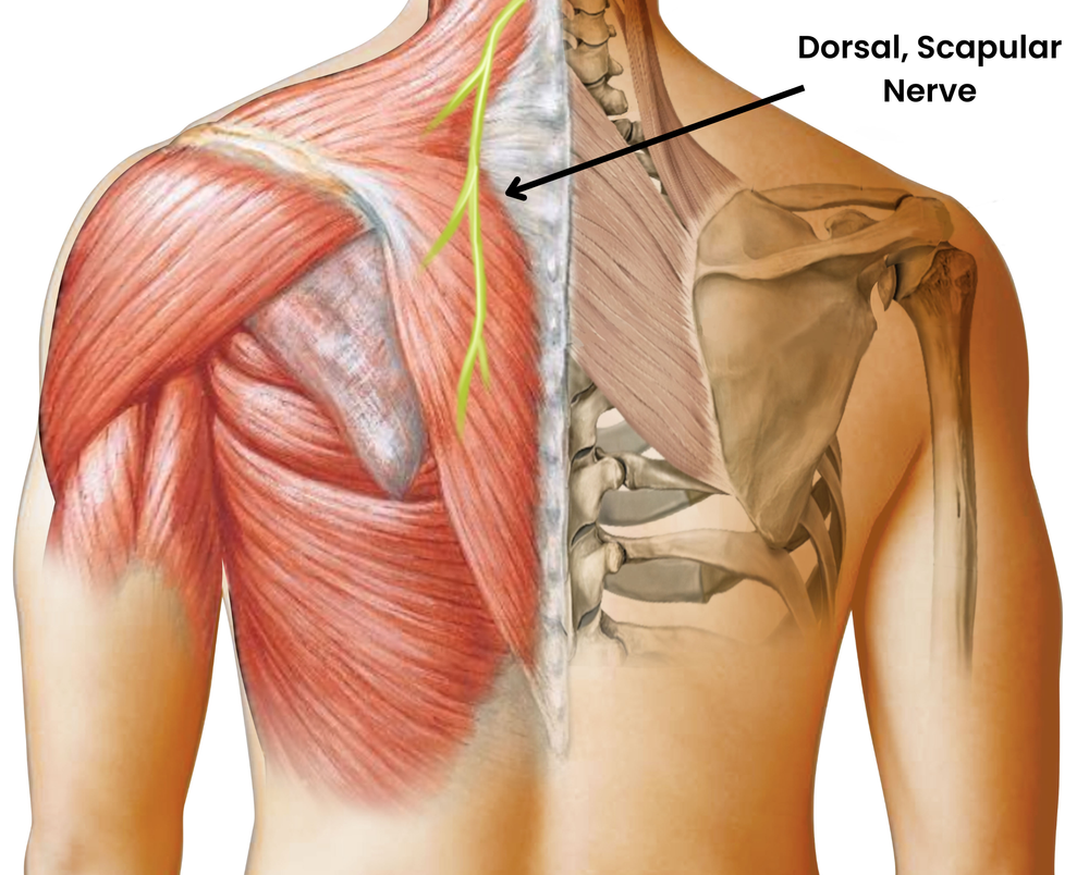 dorsal+scapular+nerve